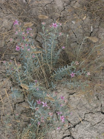 Reaumuria alternifolia, photographed by Oleg Kosterin