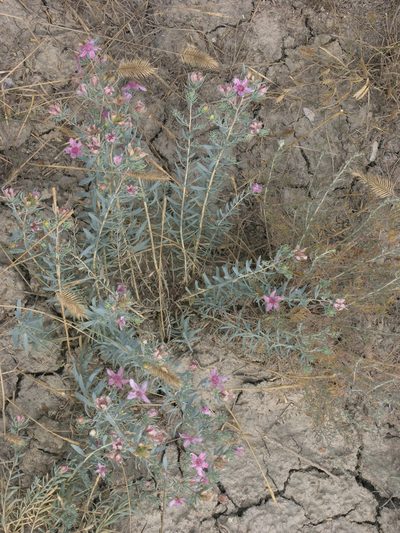 Reaumuria alternifolia, photographed by Oleg Kosterin