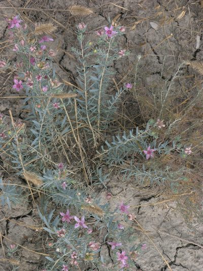 Reaumuria alternifolia, photographed by Oleg Kosterin