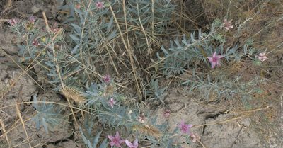 Aegilops tauschii, photographed by Oleg Kosterin