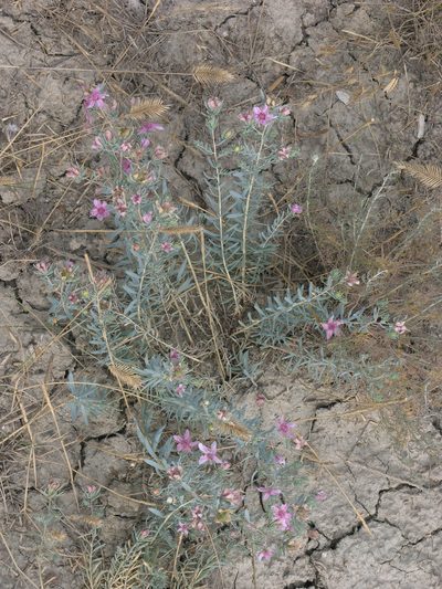 Aegilops tauschii, photographed by Oleg Kosterin