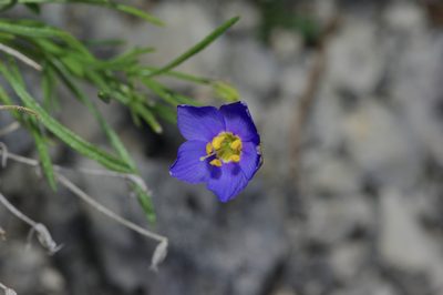 Giliastrum rigidulum, photographed by Michelle W. （鍾偉瑋）