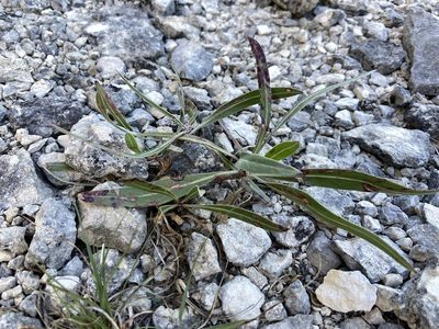Oenothera macrocarpa, photographed by Reid Hardin
