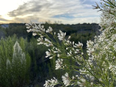 Baccharis neglecta, photographed by Reid Hardin