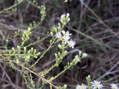 Symphyotrichum ericoides, photographed by Reid Hardin