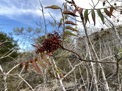 Rhus lanceolata, photographed by Reid Hardin