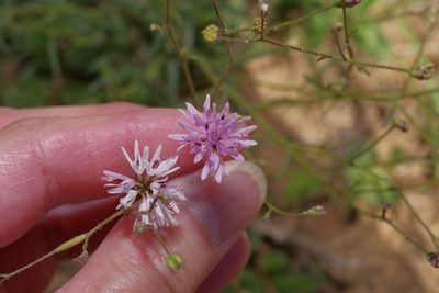Palafoxia callosa, photographed by Michelle W. （鍾偉瑋）