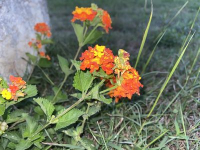 Lantana urticoides, photographed by Reid Hardin