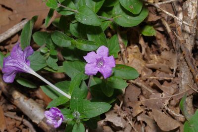 Ruellia humilis, photographed by Michelle W. （鍾偉瑋）
