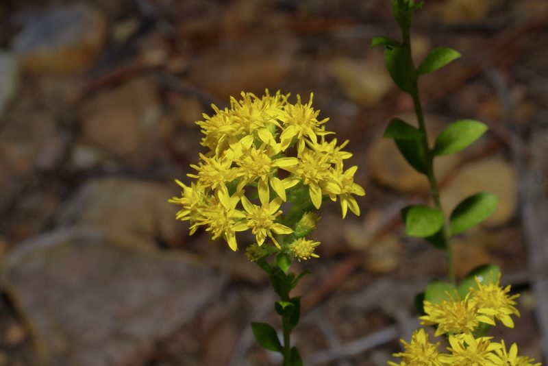 Solidago petiolaris, photographed by Michelle W. （鍾偉瑋）