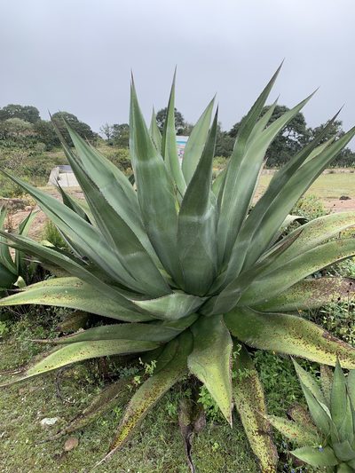 Agave atrovirens, photographed by Carlos Martorell