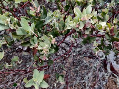 Arctostaphylos auriculata, photographed by Alexander Wentworth