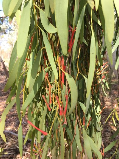 Amyema sanguinea, photographed by Tony Eales
