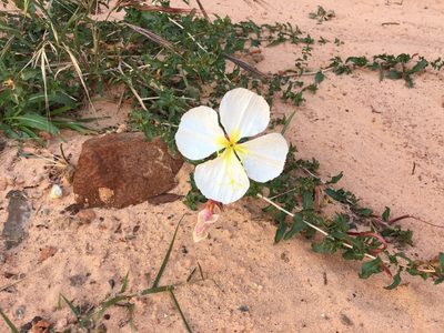 Oenothera pallida, photographed by htasoff