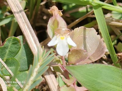 Torenia polygonoides, photographed by Ong Jyh Seng