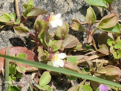 Torenia polygonoides, photographed by Ong Jyh Seng