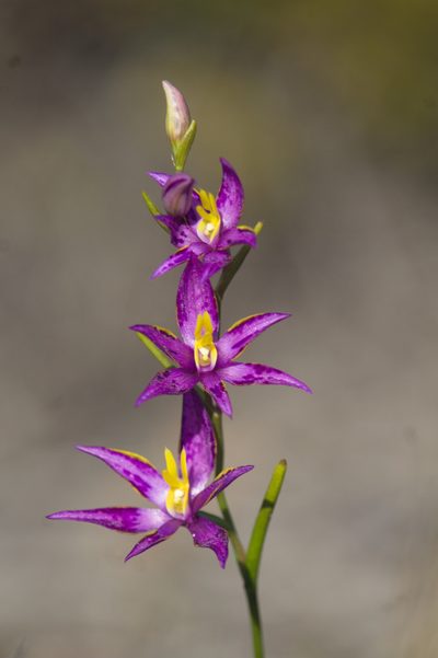 Thelymitra apiculata, photographed by Hugo Innes