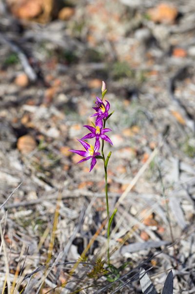 Thelymitra apiculata, photographed by Hugo Innes