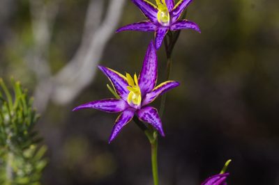 Thelymitra apiculata, photographed by Hugo Innes