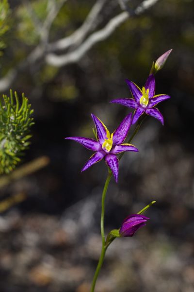 Thelymitra apiculata, photographed by Hugo Innes