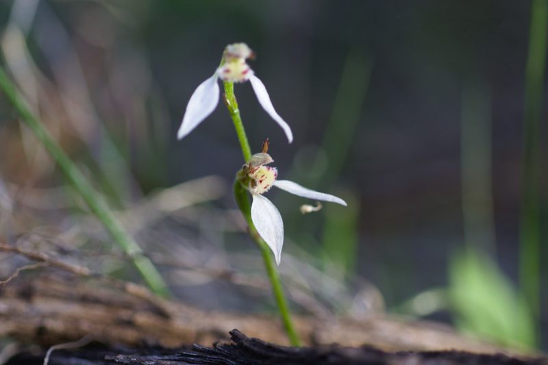 Eriochilus dilatatus, photographed by Hugo Innes