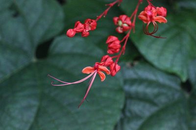Clerodendrum japonicum, photographed by Agnes Trekker