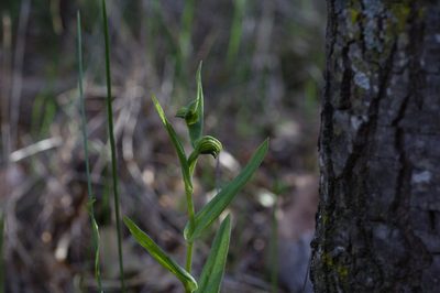 Pterostylis vittata, photographed by Hugo Innes