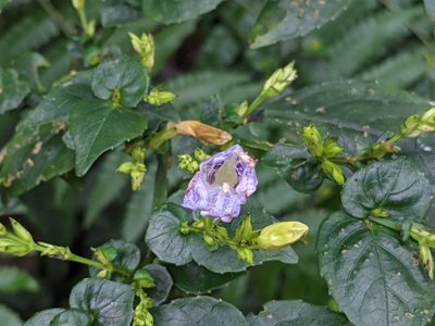 Strobilanthes flexicaulis, photographed by Chen Jia Hong
