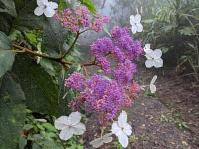 Hydrangea aspera, photographed by Chen Jia Hong