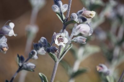 Dasymalla terminalis, photographed by Hugo Innes