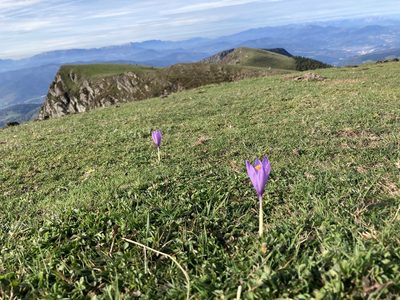 Crocus nudiflorus, photographed by Caleb Catto