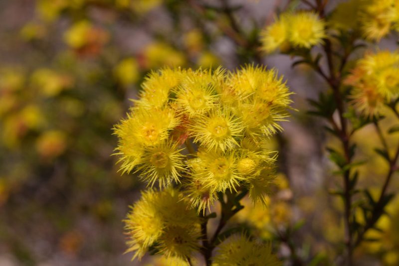 Verticordia acerosa, photographed by Hugo Innes