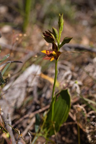 Thelymitra magnifica, photographed by Hugo Innes