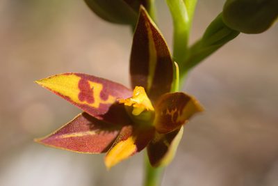 Thelymitra magnifica, photographed by Hugo Innes