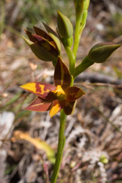 Thelymitra magnifica, photographed by Hugo Innes