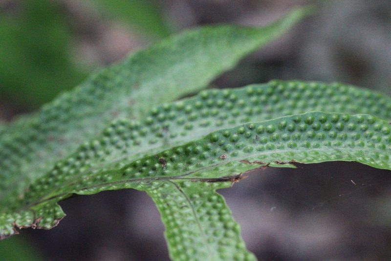 Tectaria decurrens, photographed by Agnes Trekker