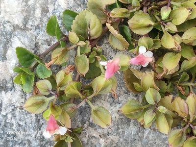 Torenia polygonoides, photographed by Ong Jyh Seng