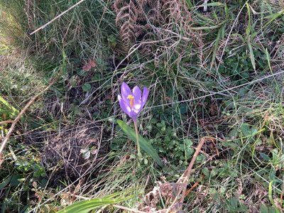 Crocus nudiflorus, photographed by Caleb Catto