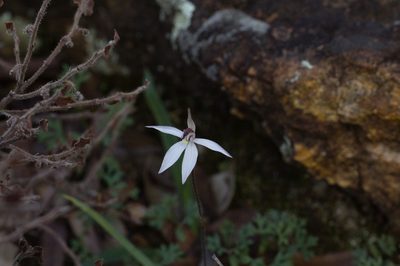 Caladenia saccharata, photographed by Hugo Innes