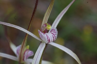 Caladenia varians, photographed by Hugo Innes