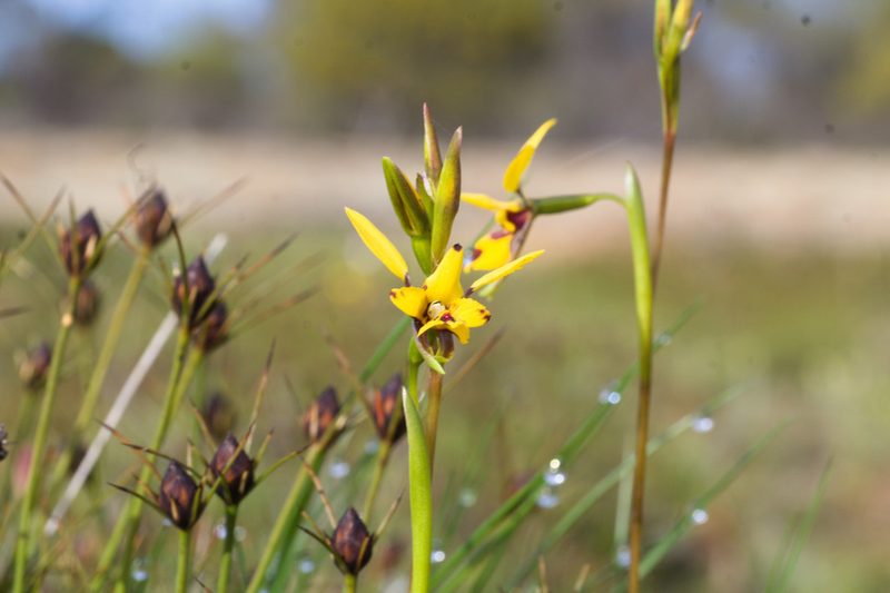 Diuris septentrionalis, photographed by Hugo Innes