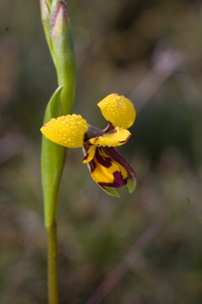 Diuris septentrionalis, photographed by Hugo Innes