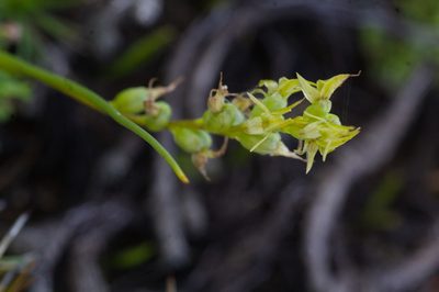 Prasophyllum gracile, photographed by Hugo Innes