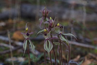 Caladenia doutchiae, photographed by Hugo Innes