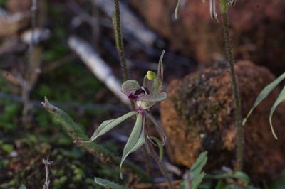 Caladenia doutchiae, photographed by Hugo Innes