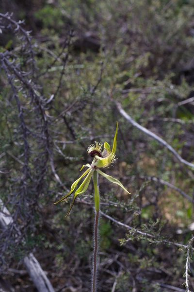 Caladenia crebra, photographed by Hugo Innes