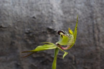 Caladenia crebra, photographed by Hugo Innes