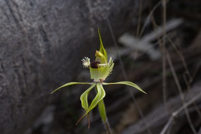 Caladenia crebra, photographed by Hugo Innes