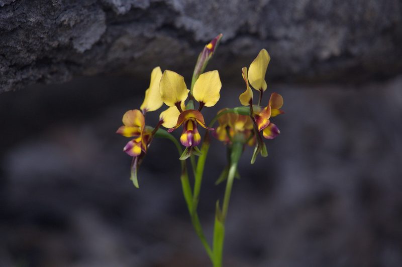 Diuris tinkeri, photographed by Hugo Innes