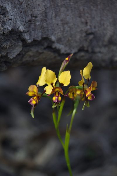 Diuris tinkeri, photographed by Hugo Innes